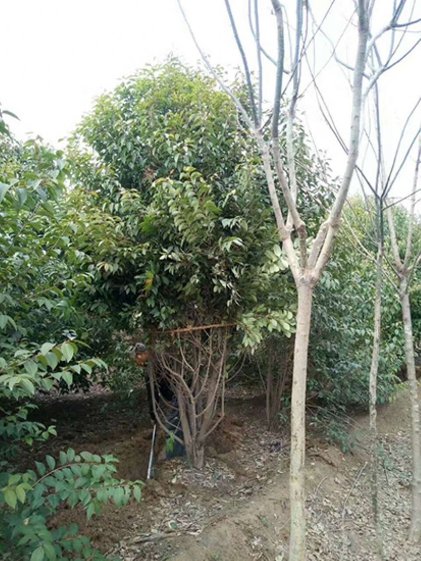 點(diǎn)擊查看詳細(xì)信息<br>標(biāo)題：叢生女貞 閱讀次數(shù)：3251